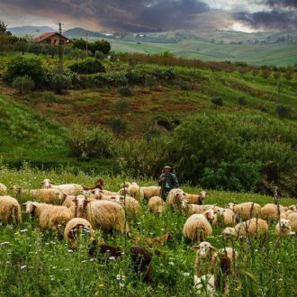 Die schlechten Hirten und der rechte Hirte