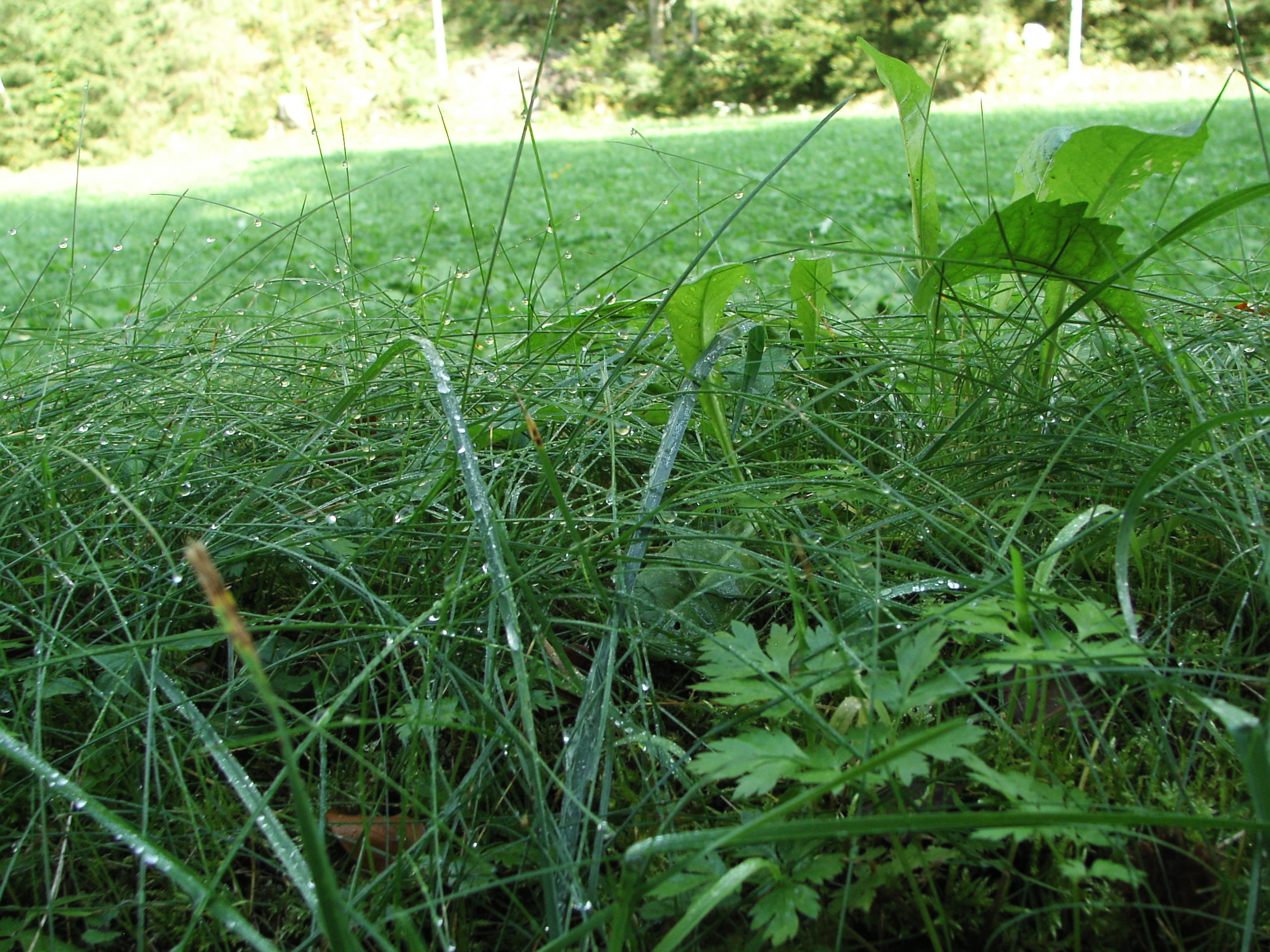 Das geknickte Rohr – Predigt zu Jesaja 42,1-9